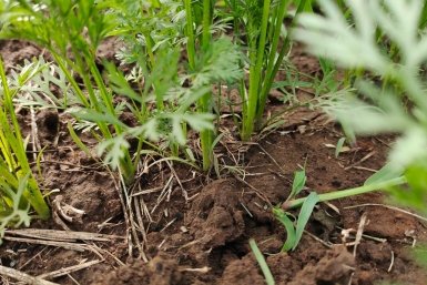 Сею 1 крутой сорт - грызу морковь уже в начале июня: корнеплоды как чистый сахар, не трескаются