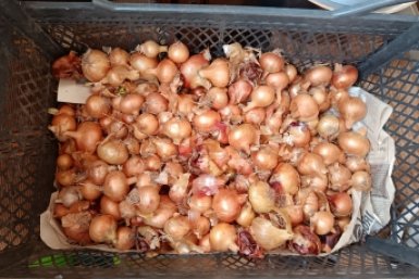 Развели 10 г на пол-литра и обработали севок: луковицы с кулак размером, не болеют и не стрелкуются