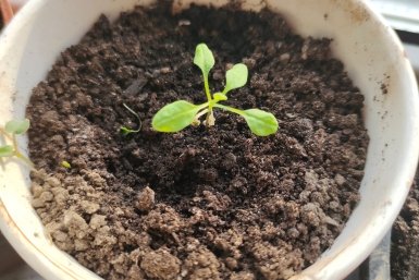 1 щепотка под всходы - и рассаду петунии не узнать: станет толстенькой и коренастой, 1 хитрый прием