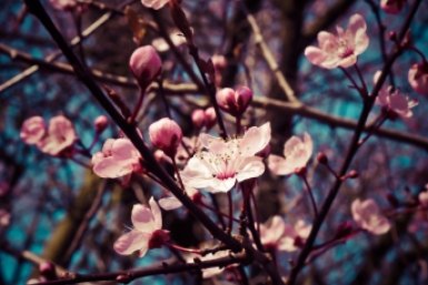 Рублю ветки вишни до ствола в марте: Монилиоза нет в помине, а плодов - завались