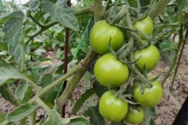 Почему нельзя поливать помидоры водой из-под крана. Ошибка, которая губит 90% рассады