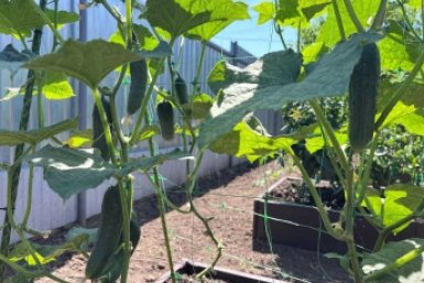 Применила копеечный рецепт из соды и мыла - и остановила гибель огурцов от мучнистой росы за 3 дня