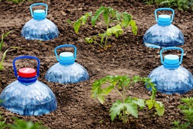 Закопал в теплице 20 "пятилитрух" - и томаты жируют всю весну: корни длиннее в 3 раза, и капельный полив не нужен