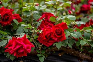 Соседи выстроились в очередь за секретом: 1 ложка под корень — и розы заваливают бутонами