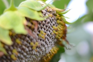 семена подсолнечника ИА ЕАОMedia