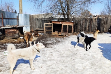 В Усть-Куте увеличили отлов бездомных собак после жалоб местных жителей