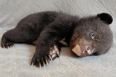 Миша-сирота Управление охотничьего хозяйства правительства Хабаровского края