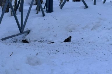 Фаст-фуд становится энергетической ловушкой для воробьев Якутска ИА YakutiaMedia