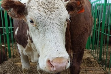 В Бурятии задержали пенсионерку по подозрению в краже крупного рогатого скота