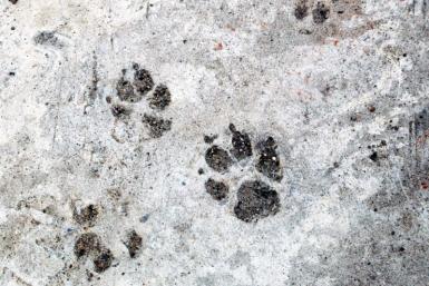 Тематическое фото Мария Оленникова, ИА IrkutskMedia