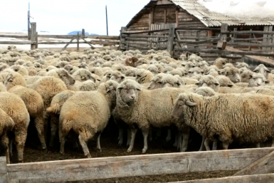 В Бурятии спасают уникальных овец бурятского типа Минсельхоз Бурятии