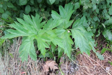 Дачникам пообещали не изымать участок, если найдут на нем борщевик