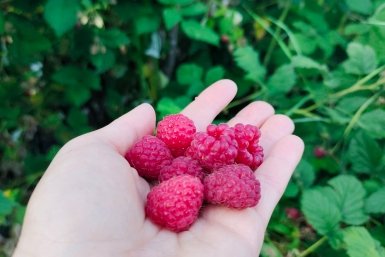 Малине - как космонавту перед полетом: мощные подкормки после зимы для обычных и ремонтантных сортов