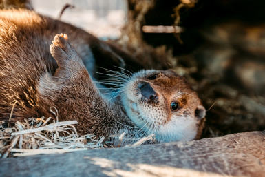 Кто не спрятал рыбу, я не виноват: лесной кот "ограбил" выдру в заповеднике Приморья