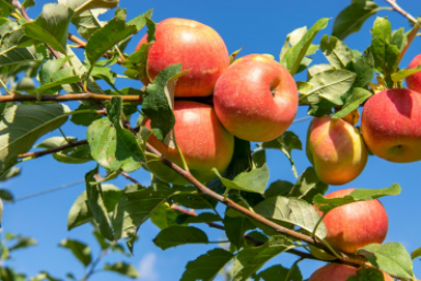 Соседи смеялись, а зря: эти блестяшки на яблоне сохранили урожай и отпугнули птиц