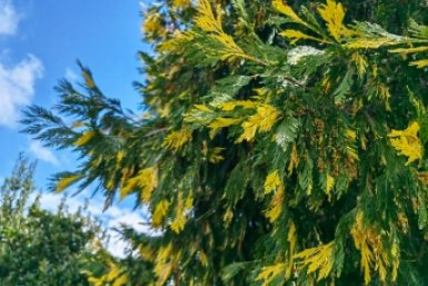 Температура воздуха на Кубани останется выше климатической нормы