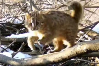 Тот самый &quotклептоман&quot (скриншот видео) Tg-канал (18+) ФГБУ &quotЗемля леопарда&quot