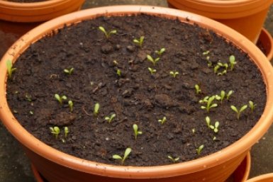 Не теряю тонны урожая из-за неправильного посева: сажаю грамотно — помидоров потом завались