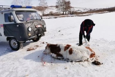 Корова Забайкалпожспас