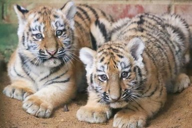 Москвичи выбрали имена амурским тигрятам из Московского зоопарка