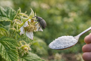 Долгоносик атакует: дачники используют 100 г с кухни, чтобы защитить малину
