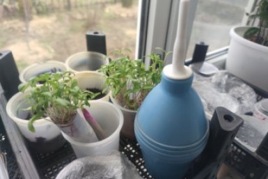 Сколько можно не поливать рассаду: классный лайфхак для дачников, которые вечно заняты