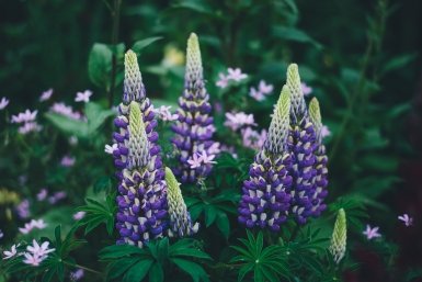 Цветы для ленивых садоводов: не нужно сеять и поливать — а клумба цветет все лето