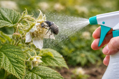 Долгоносик атакует: 1 настой в бутонизацию — и вредителя на малине не видать