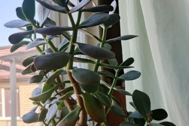 Не более 1/3 листвы: как обрезать денежное дерево, чтобы оно выросло до потолка