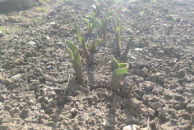 5 кг на кв. метр - самая главная подкормка в марте: умные садоводы уже вносят