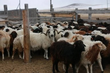 В Бурятии проверяют зимовку скота в Селенгинском районе Минсельхоз Бурятии