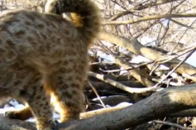 "Лови воришку за хвост": история о том, как кот "сходил в гости" к выдре в Приморье