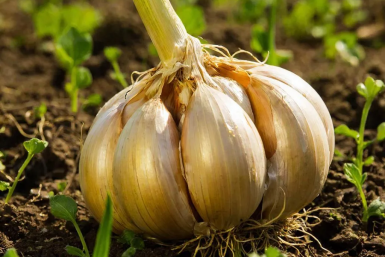 Если добавить эту подкормку чесноку, то головки вырастут крупными - успевайте в срок