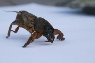 0,5 л в норку – и медведка смотает удочки: сбежит как ошпаренная