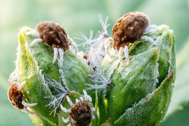 Клеща с плодовых гоню в марте: 200 грамм мешаю и "пшикаю" на почки — вылетел как пробка