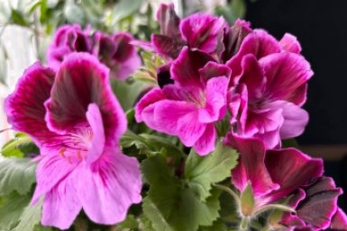 В марте герани - первым делом: 1 грамм в теплую воду - цветет даже ночью