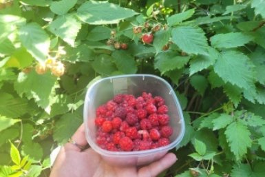 Не малина, а сладкая фабрика: 1 ложку в воду и опрыскиваем в марте - в ягодах 7/7 кустов