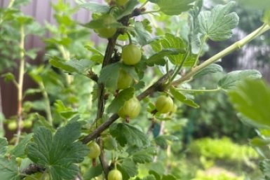 1 щепотка горчицы - крыжовник размером с грецкий орех: льем под куст и на листья