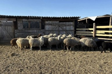 Скот Россельхознадзор по Забайкалью