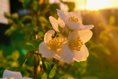 До апреля жасмину – обязательно: смешиваю 2 ложки с водой – и куст в цветах все лето