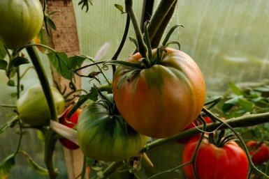 Не помидор, а пулемет: выдает плоды тазами хоть на Юге, хоть на Севере - любимый сорт бывалых дачников