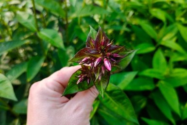 После схода снега флоксам – обязательно: бросаю 1 ложку в лейку – цветут 2 раза за сезон, ярко и обильно