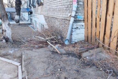 Ветки Губернатор края Александр Осипов