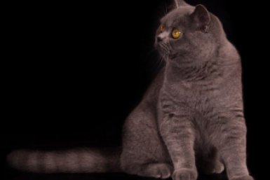 Тематическое фото pxhere.com