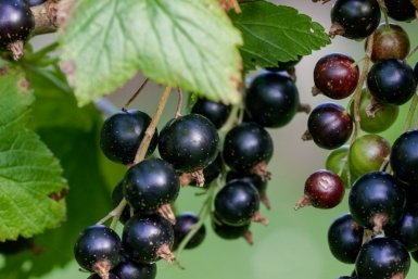 Беру 2 стакана золы и ведро очисток - и собираю по 7 ведер смородины размером с виноград