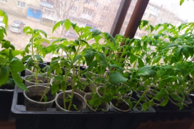 Получаю мощную корневую систему и сочные, жирные стебли без вытягивания: когда начинать подкармливать рассаду