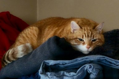 Комки по всему дому: 8 кошек, которые сильно линяют - пылесос будет работать 24/7