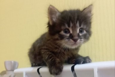 Моя квартира больше не пахнет кошкой: как я избавилась от запаха навсегда