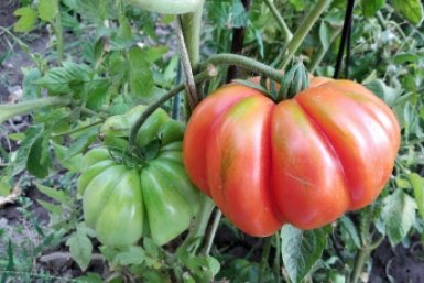 "Бычье сердце" в аутсайдерах: этот сорт в 3 раза слаще, плоды по 400 г - сплошное мясо