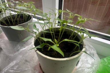 Не календарь, не возраст: 1 сигнал, когда рассаде пора переезжать - будет крепкой и мощной